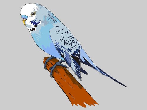 parakeet  bird  volatile