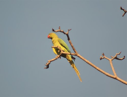 parakeet  parrot  bird