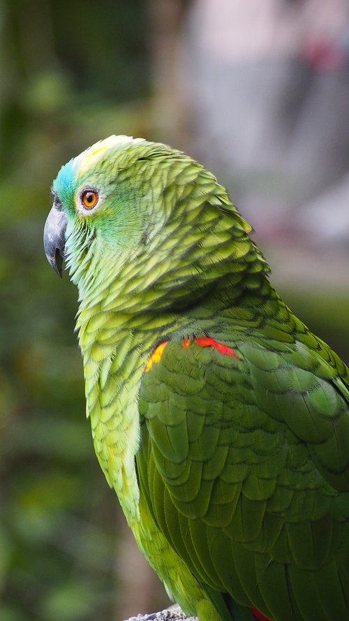 parakeet  green  parrot