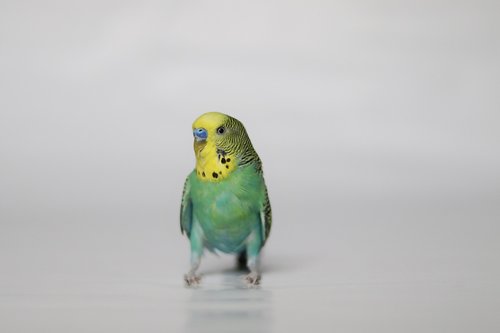 parakeet  pet  bird