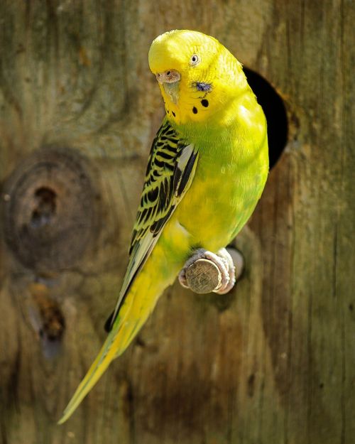 parakeet yellow parakeet green parakeet