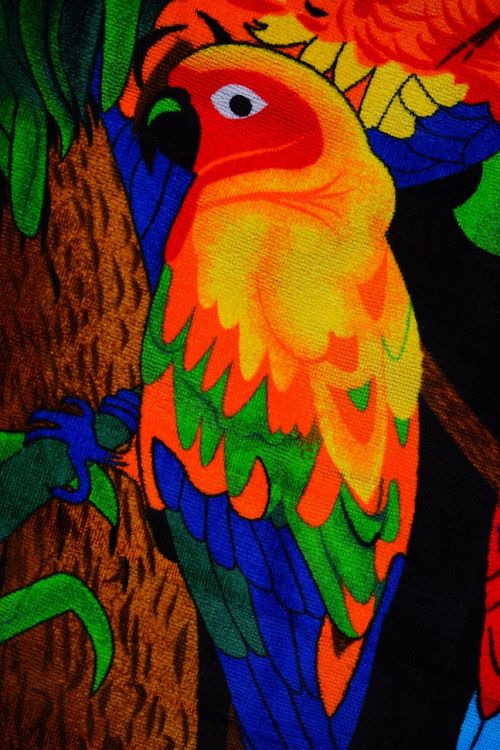 parakeet colorful bird