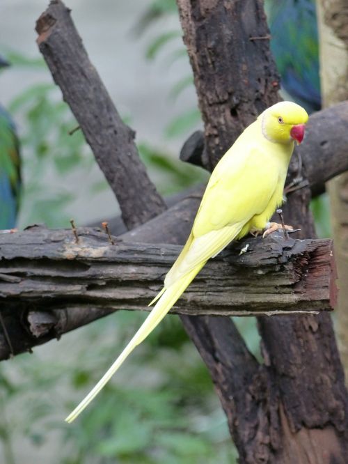 parakeet yellow birds