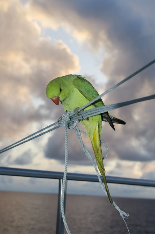 parakeet bird green