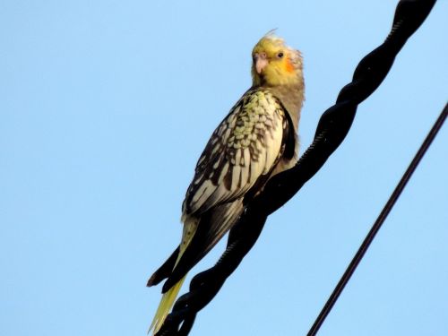 parakeet bird blue