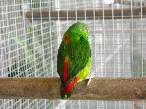 parakeet small parrot bird