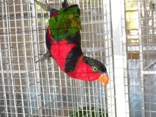 parakeet small parrot bird