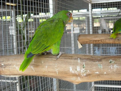 parakeet small parrot bird