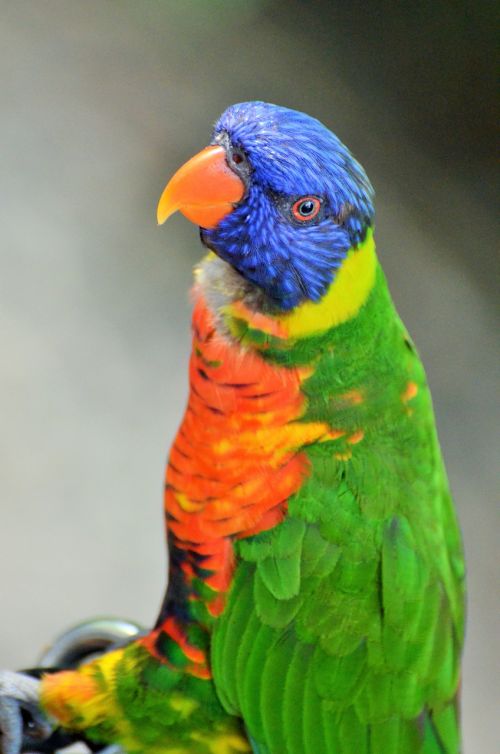 parakeet corrugated bird colors
