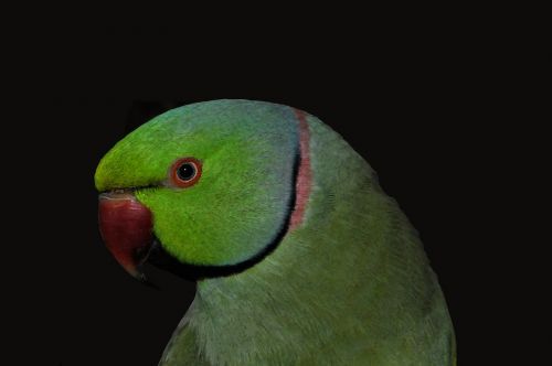 parakeet necklace parakeet birds
