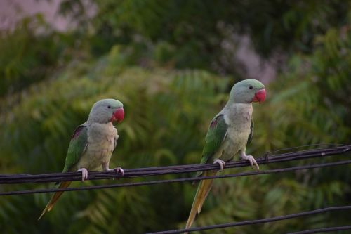 parakeets parrots pair