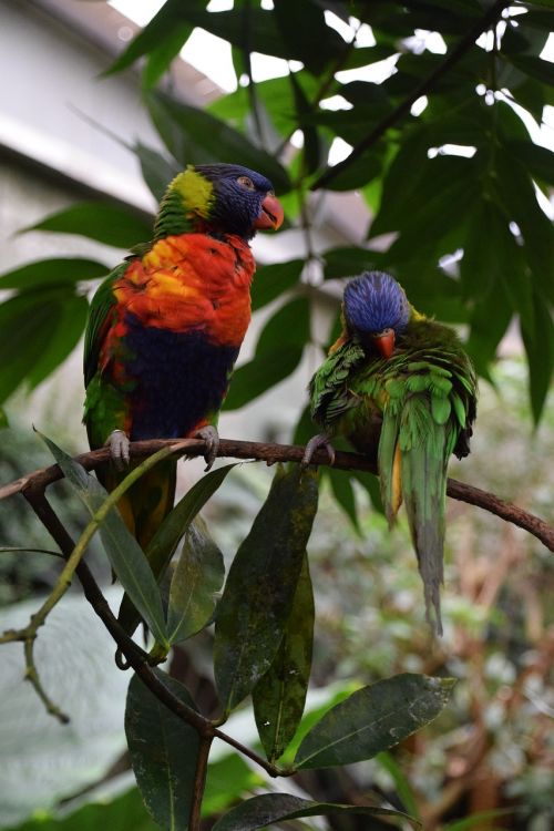 parakeets plumage exotic bird