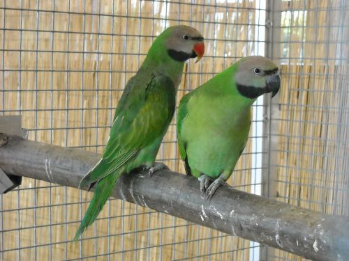 parakeets small parrots birds