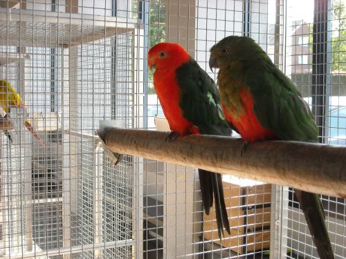 parakeets small parrots birds