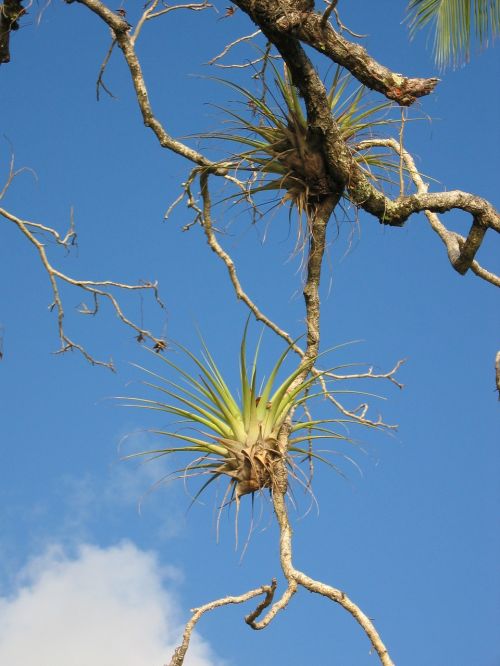 parasite bromeliad branch