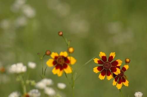 parasitic flower  colorful  flowers