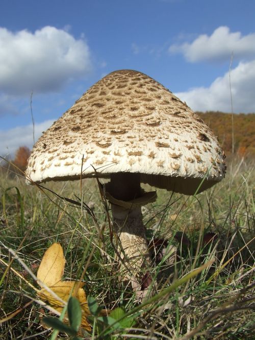 parasol mushroom autumn