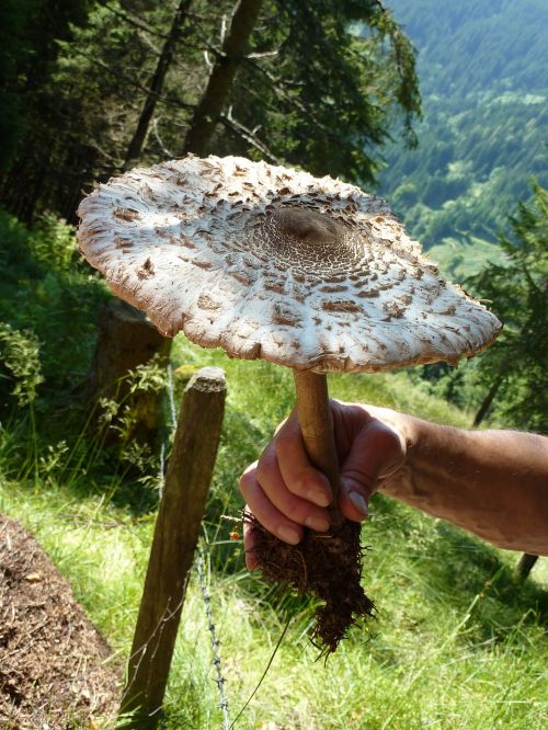 parasol mushroom giant schirmling