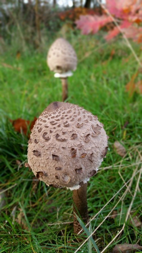 parasol mushrooms nature