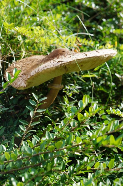 parasol mushroom screen fungus