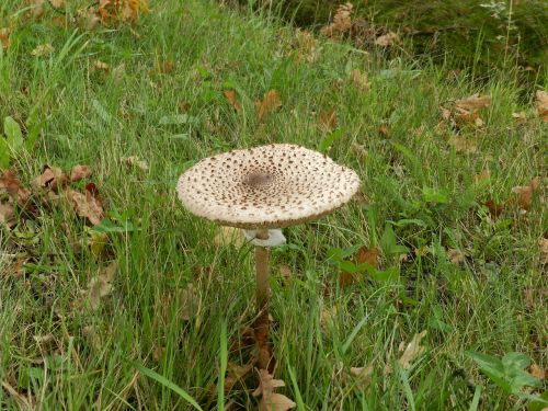 parasol mushroom mushroom