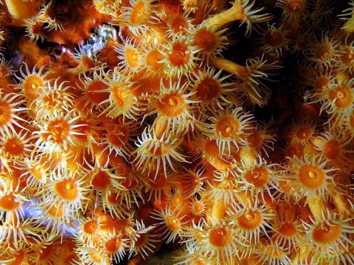 parazohantus sea daisies underwater