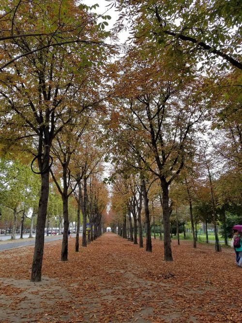 paris street outdoor