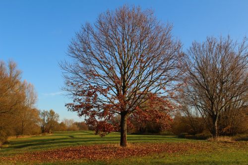park autumn tree