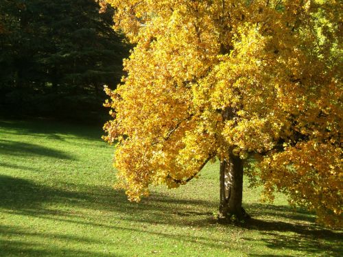 park fall nature