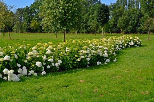 park trees meadow