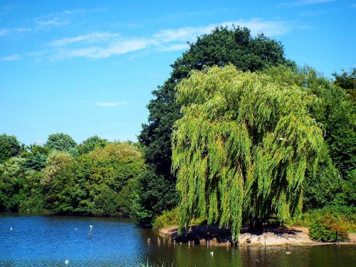 park lake trees