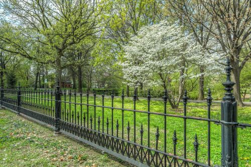 park tree flowering