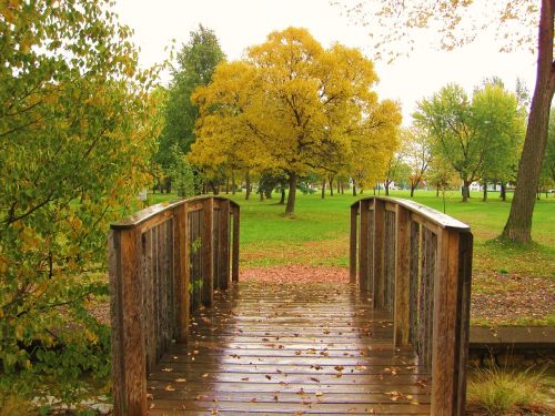 park autumn tree