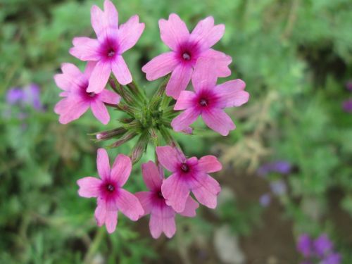 park flower garden