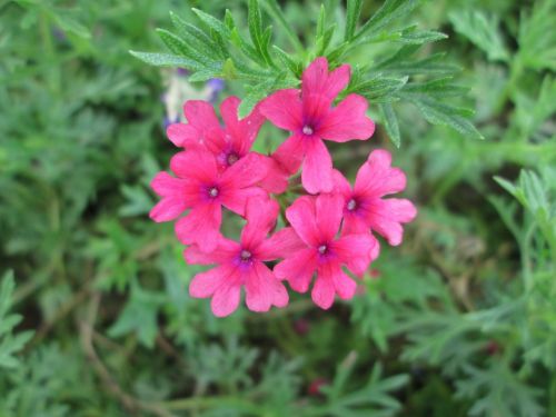 park flower garden