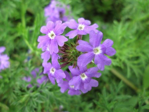 park flower garden