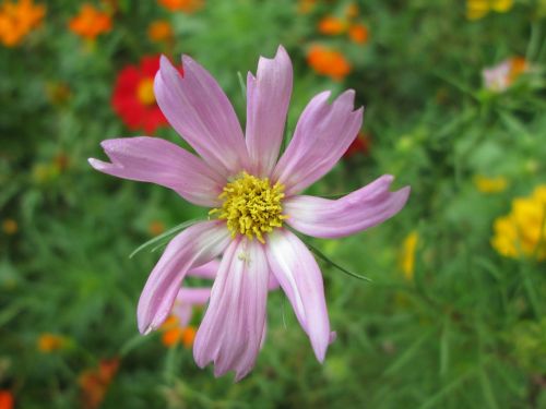 park flower garden