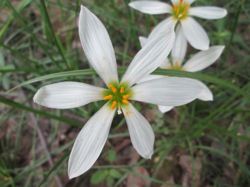 park flower garden