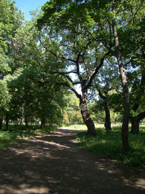 park trees tracks