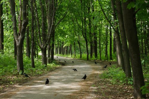 park crows birds