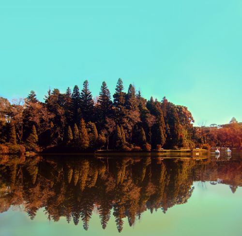 park trees nature