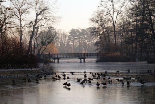 park ducks pond