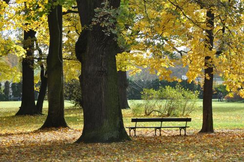 park autumn tree