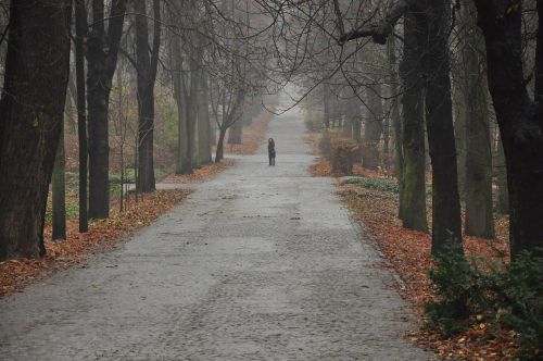 park alley autumn