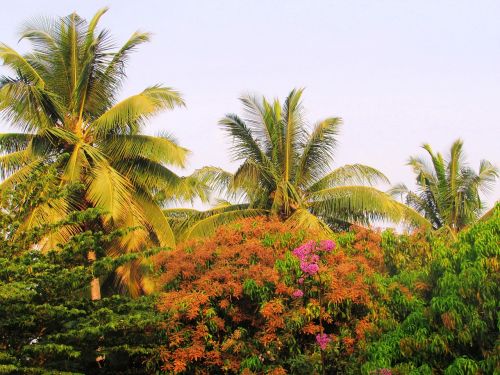 park sadhankeri trees