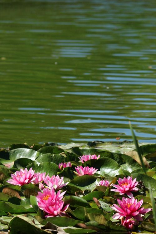 park water lilies lotus