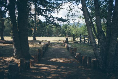 park path trees