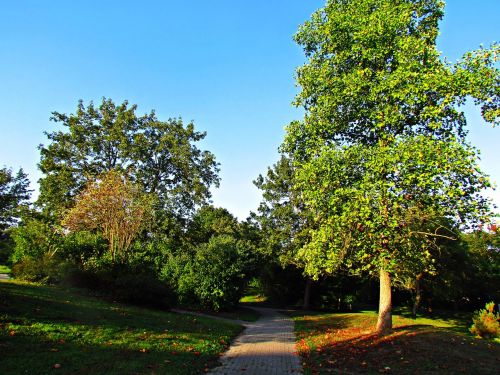 park autumn tree