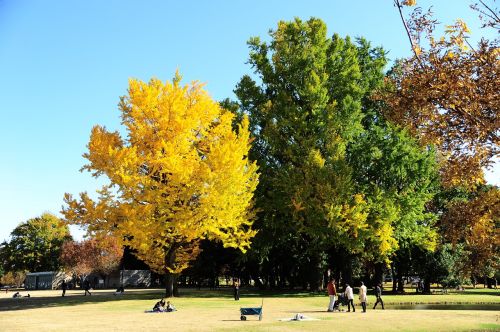 park autumnal leaves gingko tree