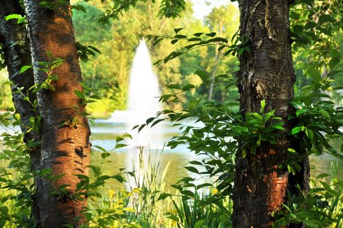 park trees pond
